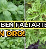 Guía completa para el cultivo de hierbas y vegetales en casa: ¡Conviértete en un experto jardinero en tu hogar!