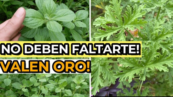 Guía completa para el cultivo de hierbas y vegetales en casa: ¡Conviértete en un experto jardinero en tu hogar!